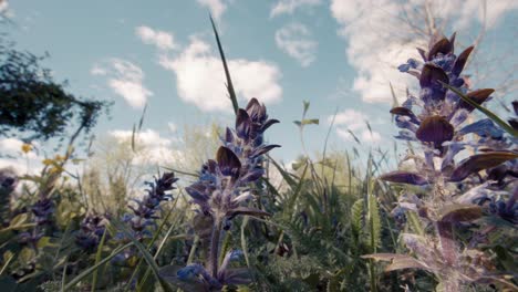 flugelweed  in a meadow