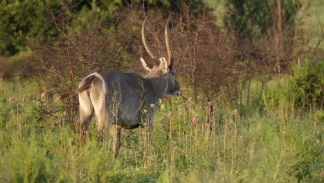 Male-waterbuck-flicks-tail-from-side-to-side-walking-alone-in-grassland