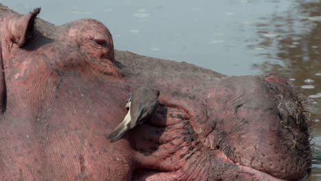 yellow-billed oxpecker eagerly pecking on hippo's corner of mouth, closeup showing profile of hippo head including ear and eye