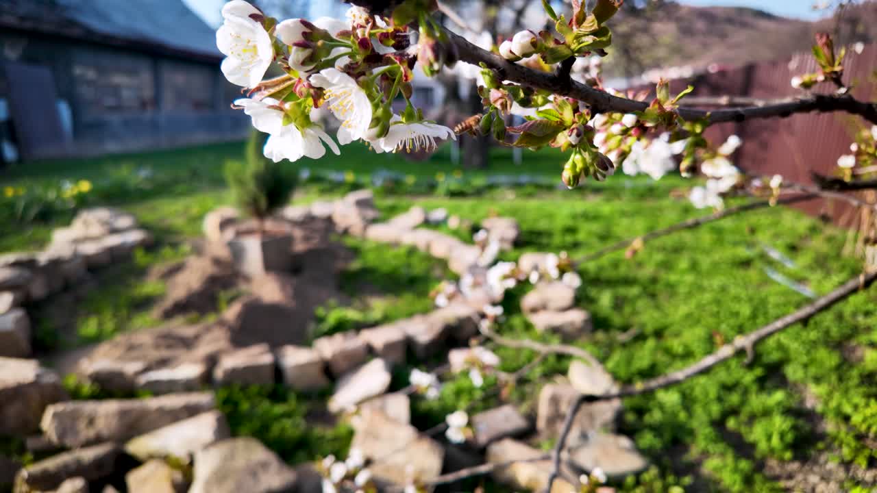 Bee collecting pollen from cherry tree in garden with nice sunlight