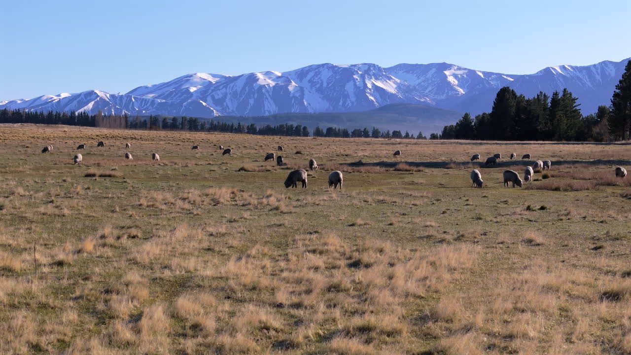 Forward drone shot of sheep herd feeding over large fields. High Andes mountain range in background. Shot on 4K at 60fps.