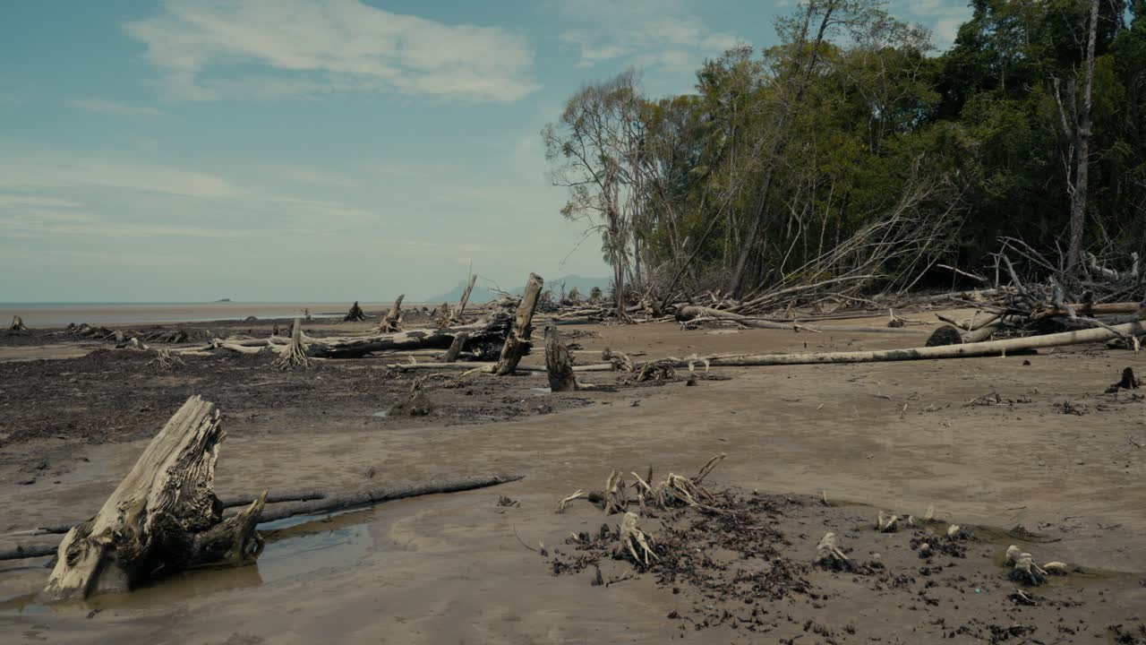 Dead Mangrove Trees At Sempadi Beach.Kuching,Sarawak.