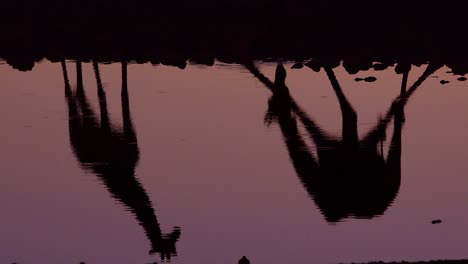 Captura-Notable-De-Jirafas-Bebiendo-Reflejado-En-Un-Abrevadero-Al-Atardecer-O-Al-Anochecer-En-El-Parque-Nacional-De-Etosha,-Namibia-6