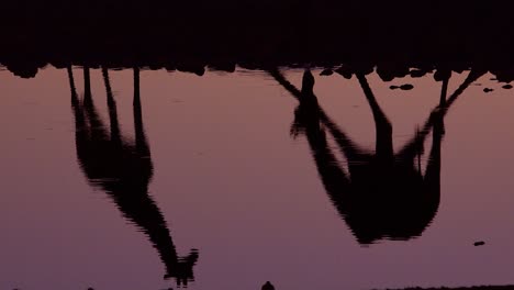 notable toma de jirafas bebiendo reflejada en un abrevadero al atardecer o al anochecer en el parque nacional de etosha namibia 6