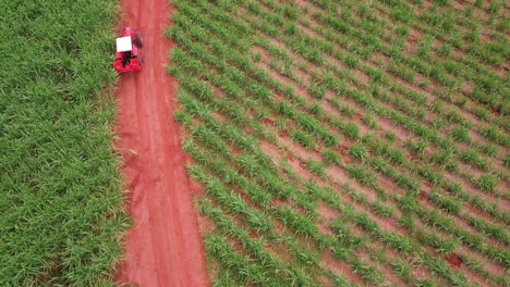 tractor en camino de tierra que ingresa a la plantación de caña de azúcar para rociar contra plagas y plagas