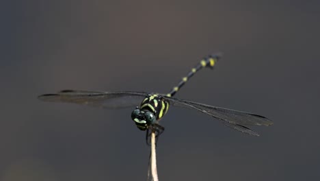 the common flangetail dragonfly is commonly seen in thailand and asia