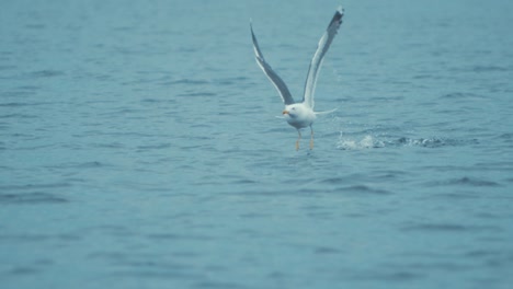 gaviota común toma vuelo corriendo a través del agua a cámara lenta