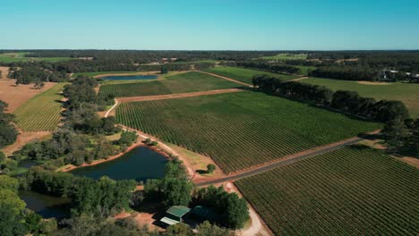 drone shot over a vineyard in margaret river, wine region in western australia