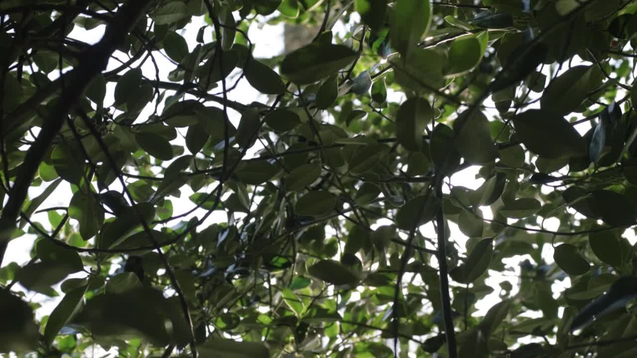 Bright evergreen tree leaves with suns stars wide shot