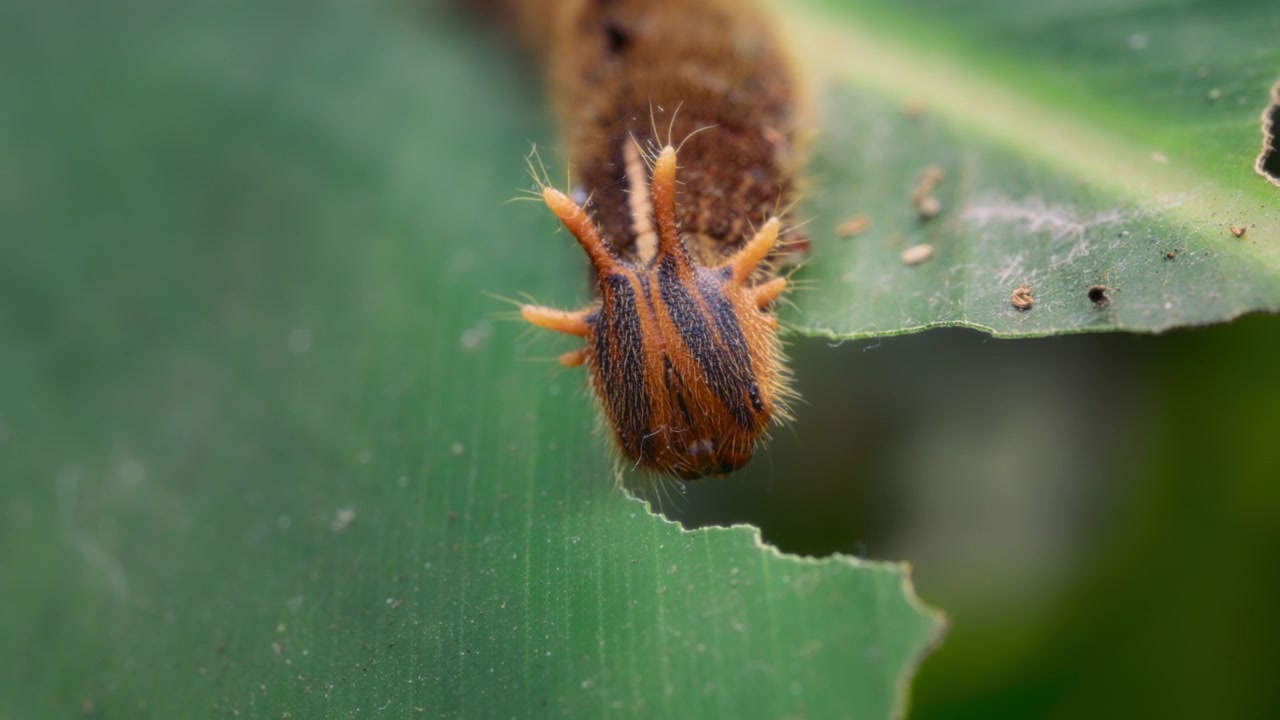 Macro shot of a caterpillar of an owl butterfly on green leaf