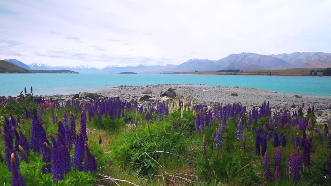 Panoramisk skud, der glider mod venstre, af Lake Tekapo i New Zealands Sydø om morgenen, med lupinblomstermarker i fuld flor (november-december), Mackenzie Basins kystlinje og de sneklædte tinder i Southern Alps