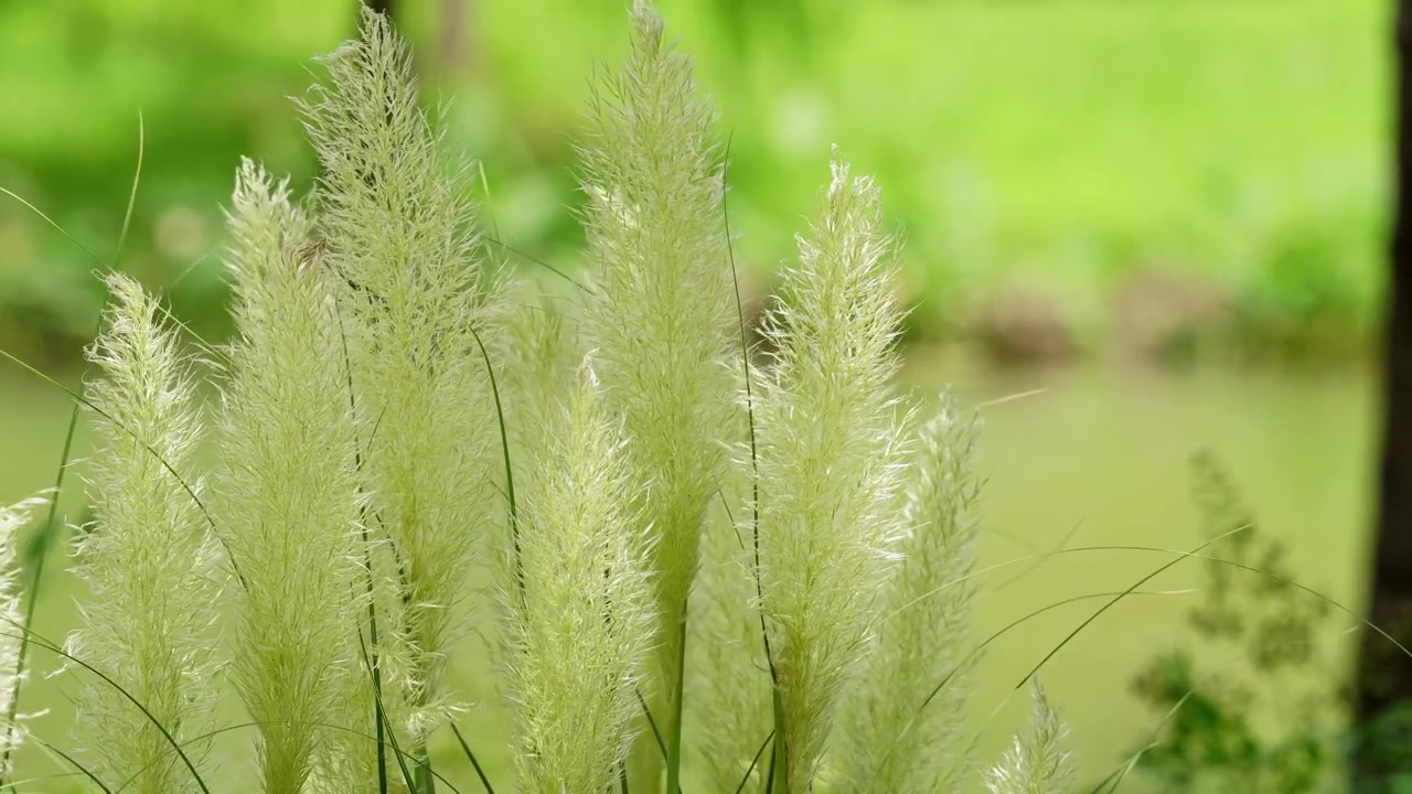 Erba della Pampa Bianca Piumosa su Sfondo Verde Tenue, Pudong, Shanghai (4K)