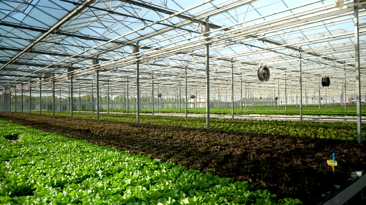 Interior of a Greenhouse with Rows of Plants