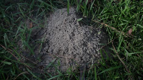 closeup of a moving ant mound sitting in between thick luscious green grass shards, ant colony