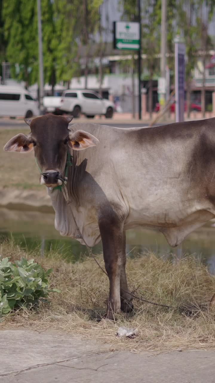 A cow stands near a pond