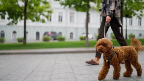 a man walks his brown poodle on a leash in a city street.