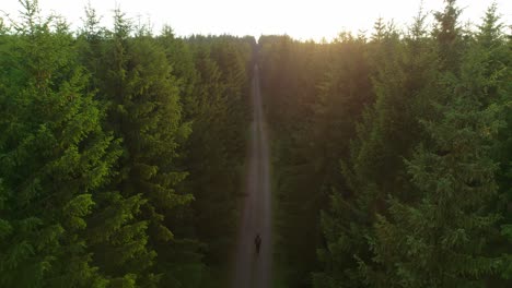 static view of straight road with passing traveler towards sunset in green dense forest