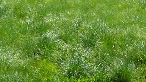 lush meadow with lush grass