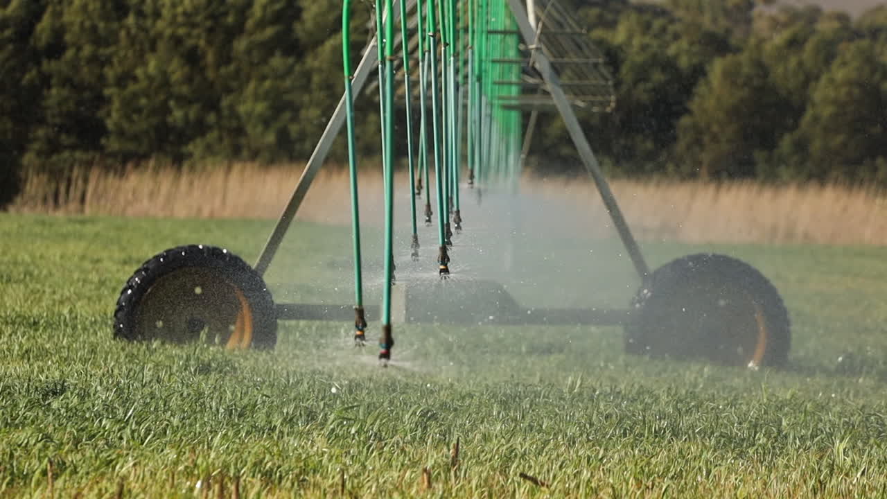 Irrigatore a pivot ad angolazione bassa che innaffia un campo di grano in una giornata ventosa