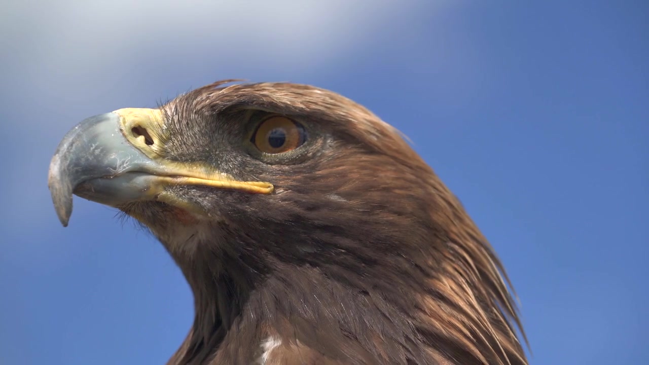 Retrato de cerca de una majestuosa águila real contra un cielo azul.