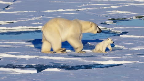 polar bears and cubs on arctic ice