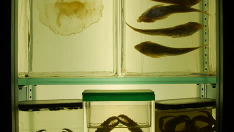 creepy sea life specimens including crabs, fish and jellyfish