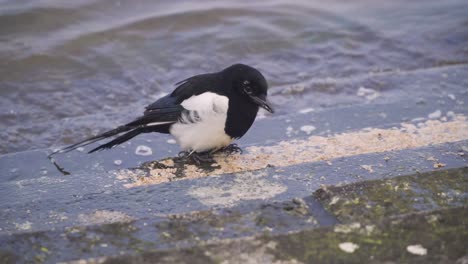 CHEDDAR,-SOMERSET,-ENGLAND,-December-28,-2019:-Close-up-on-a-Eurasian-Magpie-bird-feeding-in-the-artificial-water-reservoir-of-cheddar