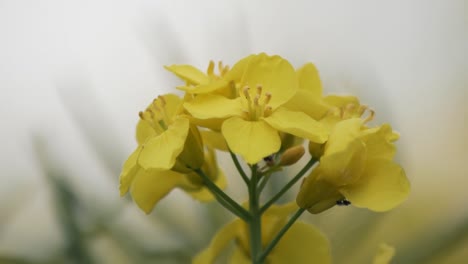 A handheld close up of some yellow flowers