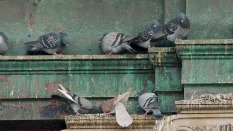 palomas luchan en una repisa sucia del techo en la ciudad de nueva york