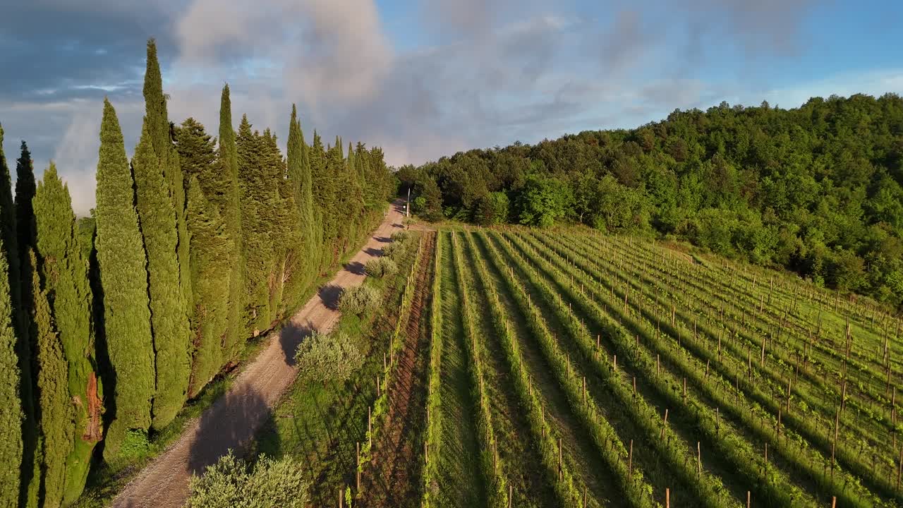 Ripresa aerea frontale di un vigneto con cipressi e una strada in una giornata estiva soleggiata