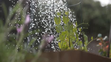 New-vegetable-garden-beans-getting-watered-1000-fps-phantom