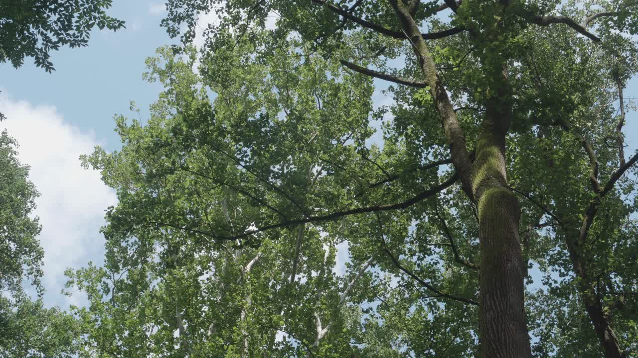 위시콘 개울을 따라 나무를 가로질러 천천히 팬