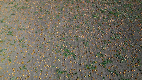 beautiful unharvested pumpkin field, thousands of pumpkins - aerial