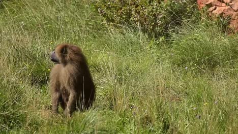 baboon sitting on grassy hill in nature