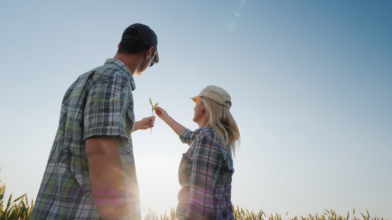 два молодых фермера мужчина и женщина смотрят на колос пшеницы на солнце, работая вместе о