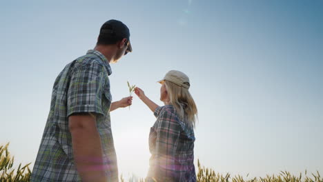 dos jóvenes agricultores, un hombre y una mujer, están mirando una espiguilla de trigo al sol trabajando juntos o
