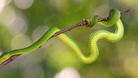 La-Víbora-De-Labios-Blancos-Es-Una-Víbora-Venenosa-Endémica-Del-Sudeste-Asiático-Y-A-Menudo-Se-Encuentra-Durante-La-Noche-Esperando-En-Una-Rama-O-Rama-De-Un-árbol-Cerca-De-Un-Cuerpo-De-Agua-Con-Muchos-Alimentos