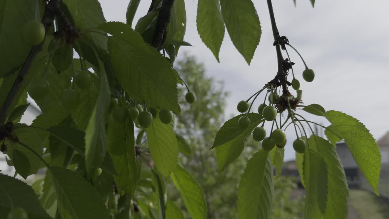 Close-Up Cherry Tree Small Cherries And Leaves Moved By Wind Cloudy Day