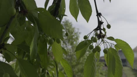 Primer-Plano-Cerezo-Pequeñas-Cerezas-Y-Hojas-Movidas-Por-El-Viento-Día-Nublado