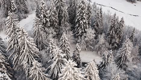 An-Aerial-View-of-Cirque-du-Fer-à-Cheval-while-covered-in-snow-during-a-cold-winter,-tilted-down-at-the-forest-revealing-a-black-road