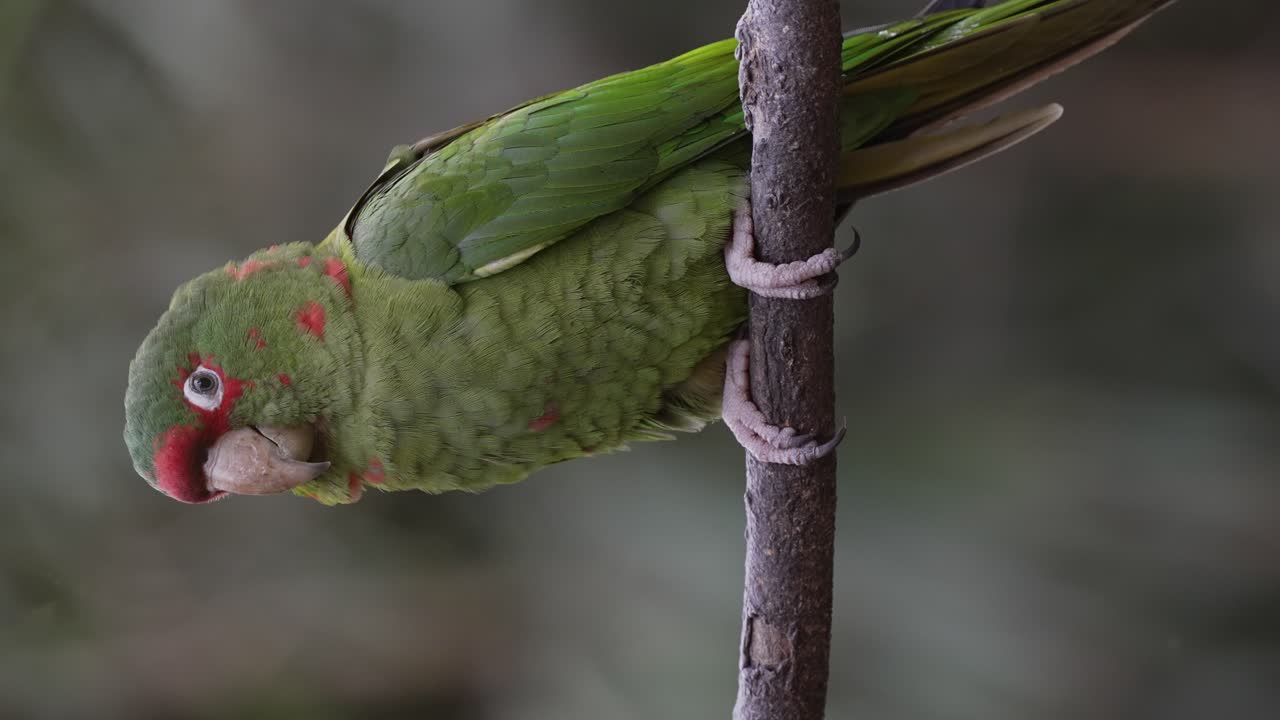un perico mitrado vocalizando posado en una pequeña rama con primer plano