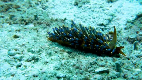 trinchesia yamasui nudibranch with long soft cerata crawls over sand