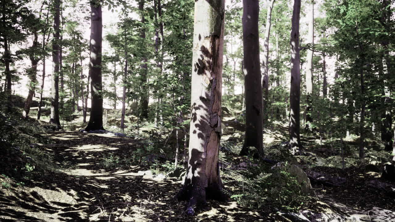 Sentiero sereno nella foresta illuminato dalla luce solare a macchie che filtra tra gli alberi