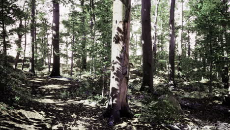 serene forest path illuminated by dappled sunlight filtering through trees