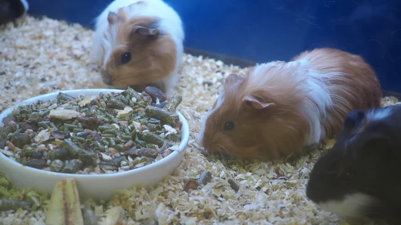 Guinea Pig Eating Food