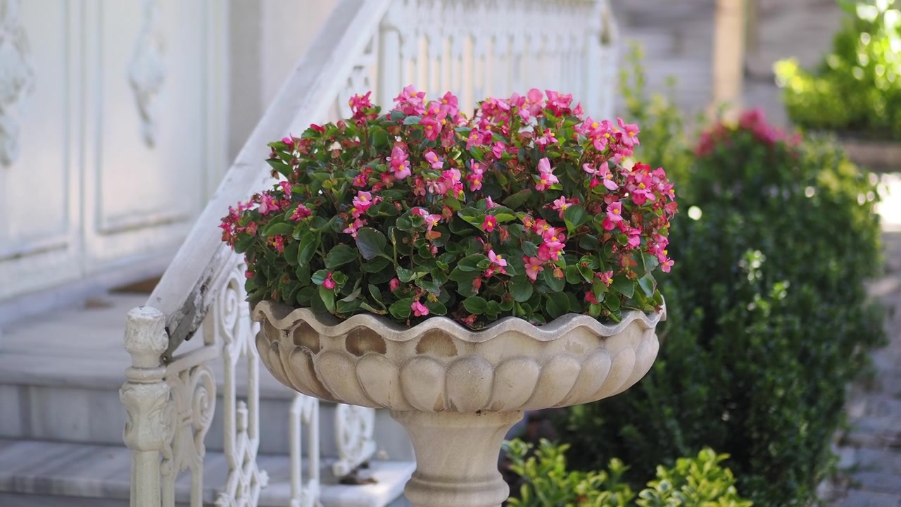 Fiori di begonia rosa in una fioriera di pietra fuori casa