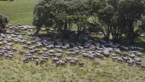 Aerial-lateral-view-showing-herd-of-walking-sheeps-on-green-meadow-farm-during-daytime