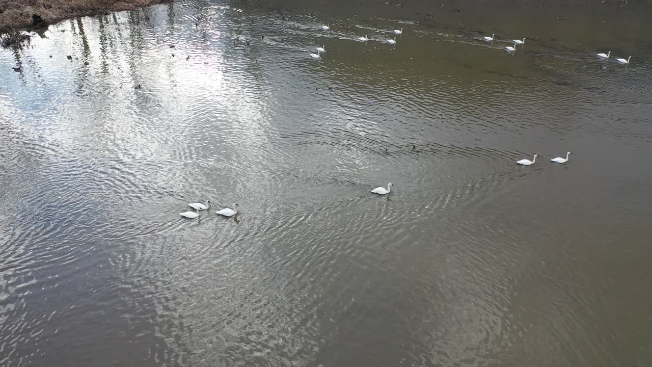 조용한 강에서 백조