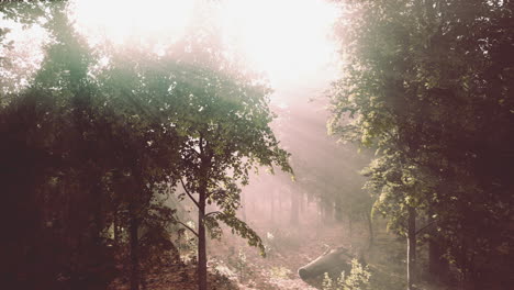 Niebla-De-Verano-En-El-Bosque