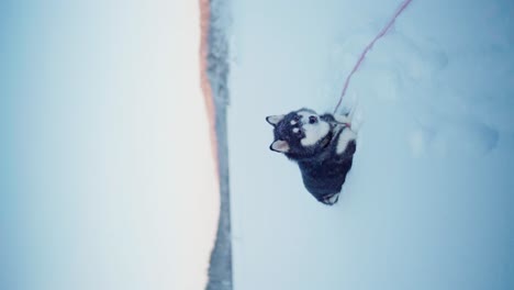 vertical view of alaskan malamute lying down frozen landscape in remote nature